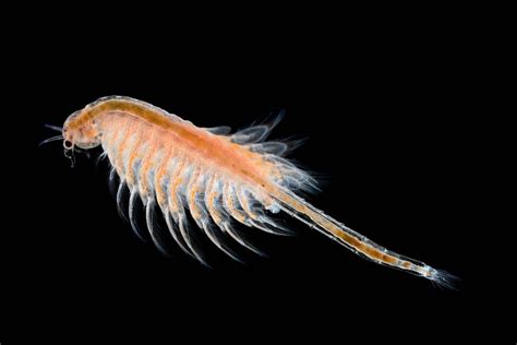 Brine shrimp: