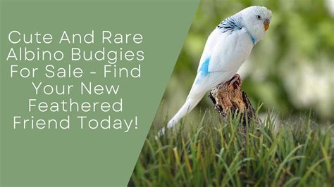 Bring Home a Feathered Friend: Adorable Budgie Birds for Sale!