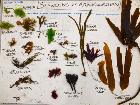 British Sea-Weeds; Drawn from Professor Harvey's "Phycologia Brita Epub