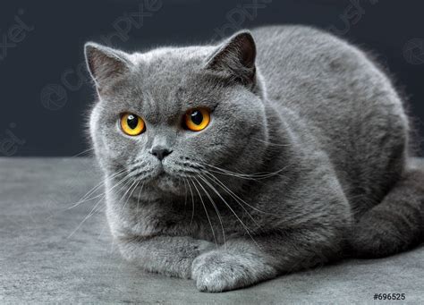 British Shorthair: