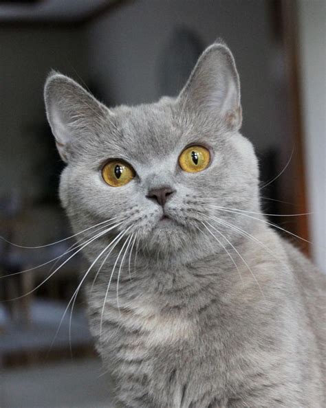 British Shorthair Kittens: The Purrfect Companionship for Life