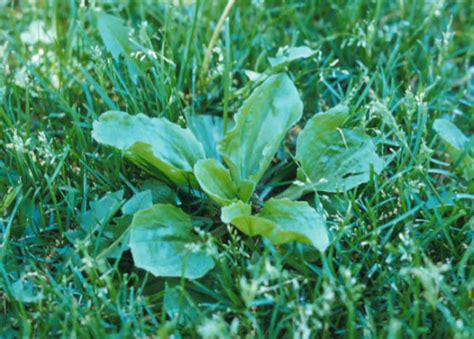 Broadleaf weeds