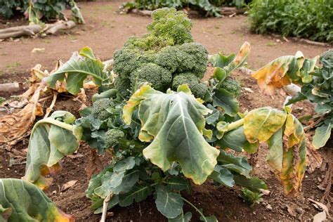 Broccoli Fertilizer: 4 Essential Steps for a Bountiful Harvest