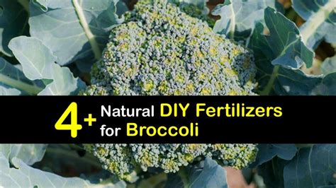 Broccoli Fertilizer: 7 Crucial Nutrients for Abundant Yields