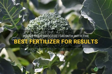 Broccoli Fertilizer: Boost Your Harvest in 6 Essential Steps