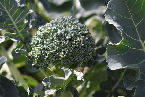 Broccoli Fertilizer: The Complete Guide to Growing Giant, Nutrient-Rich Broccoli