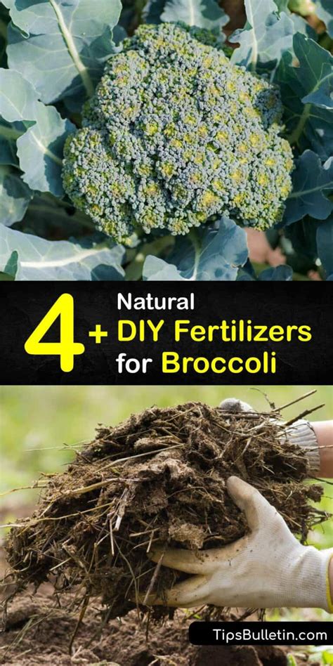 Broccoli Fertilizer: The Ultimate Guide to Boosting Your Harvest by 300%