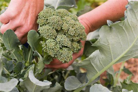 Broccoli Growing Planting Growing Harvesting Kindle Editon