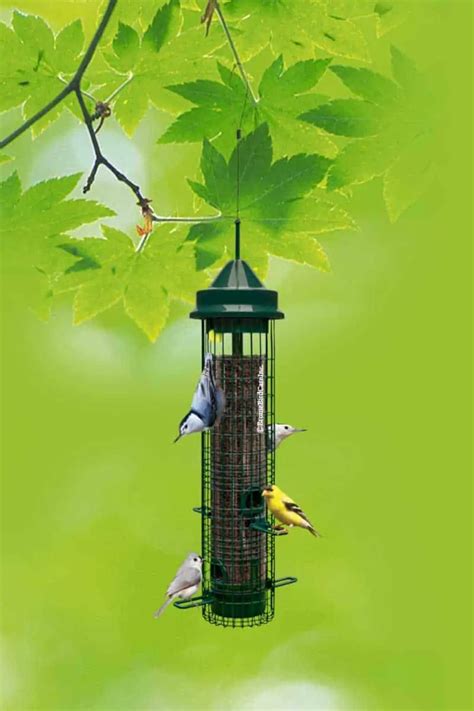 Brome Bird Feeder Review 2025: Essential Guide to Feeders That Beat the Competition