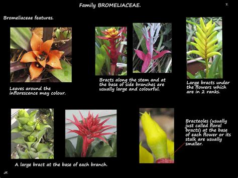 Bromeliaceae Reader