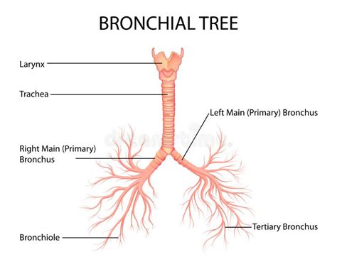 Bronchial Tree Flow Chart