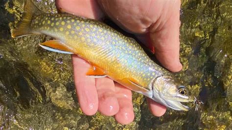 Brook Trout: A Comprehensive Guide to Conservation and Management