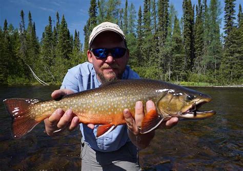 Brook Trout: The Pinnacle of Wild Trout Fishing