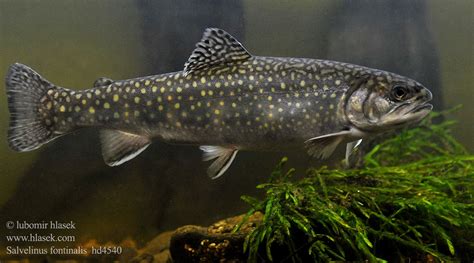 Brook Trout (Salvelinus fontinalis): A Comprehensive Guide to Conservation and Management