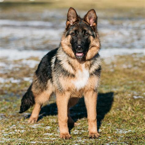 Brown German Shepherd