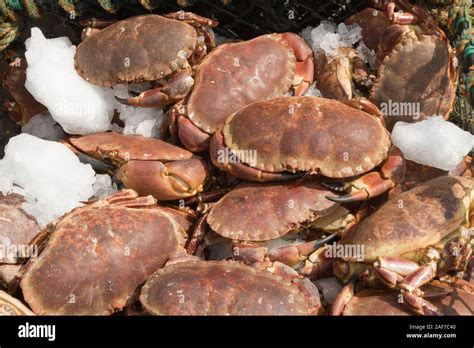 Brown crabs