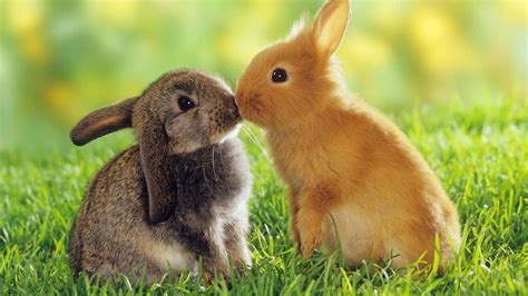 Brunette Bunnies: Embracing Nature's Nuance