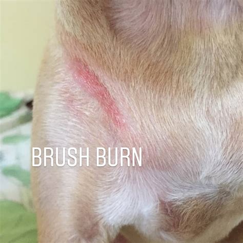 Brush Burn on Dogs: A Comprehensive Guide to Prevention, Treatment, and Healing