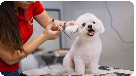 Brushes for Poodle Hair: A Comprehensive Guide to Essential Grooming Tools