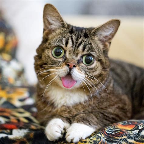 Bub: