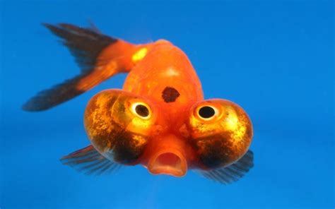 Bubble Eye Goldfish: A Comprehensive Guide to the "Bug-Eyed" Charmers