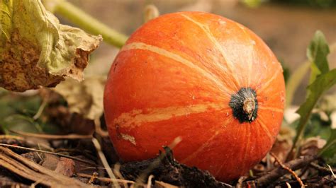 Bubblepinkelle Pumpkins: A Guide to Cultivating the Pink Wonder