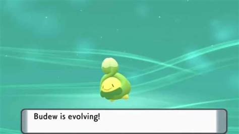 Budew Serebii: A Comprehensive Guide for Trainers