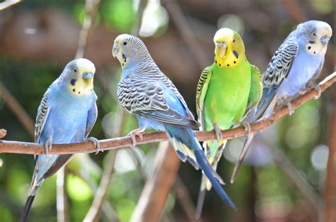 Budgie birds