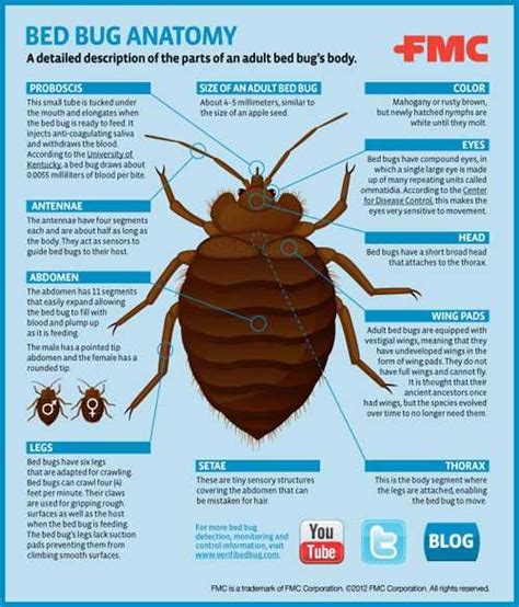 Bug Description and Evidence