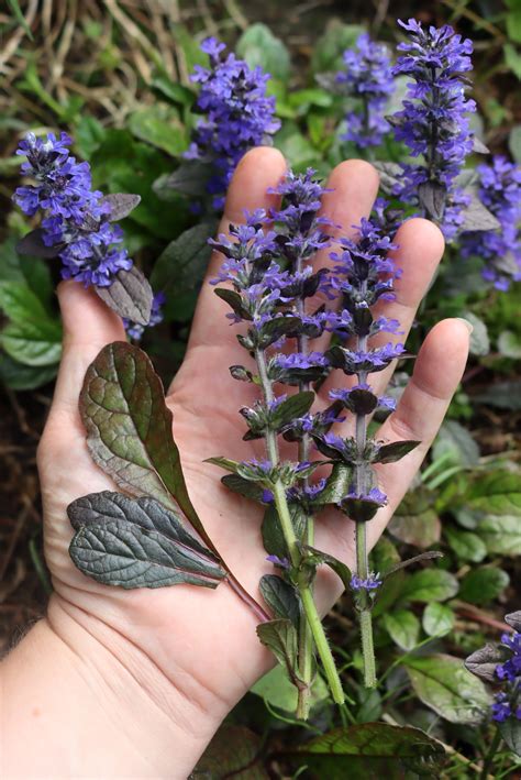 Bugleweed Fertilizer: 5 Incredible Uses You Never Dreamed Of