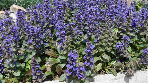 Bugleweed Fertilizer: The 3-Step Guide to Supercharge Your Plants