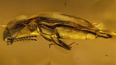 Bugs in Amber: A Window into the Past