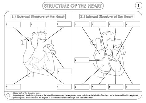 Building The Framework Heart Anatomy Answers PDF