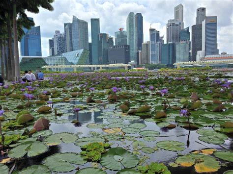 Bukit Batok Chalet: An Oasis in the Heart of Nature