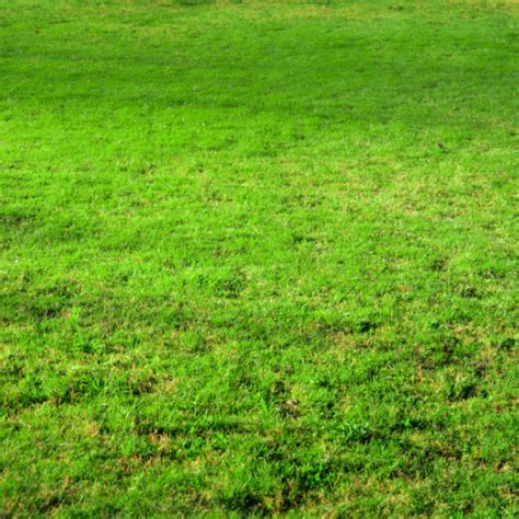 Bulk Lawn Fertilizer: The Ultimate Guide to Greener Grass