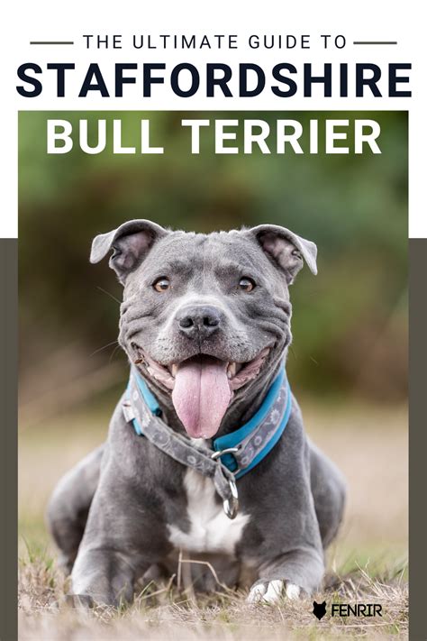 Bull Terrier Dog: The Ultimate Guide to the Playful and Protective Companion