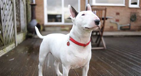 Bull Terriers Today Epub