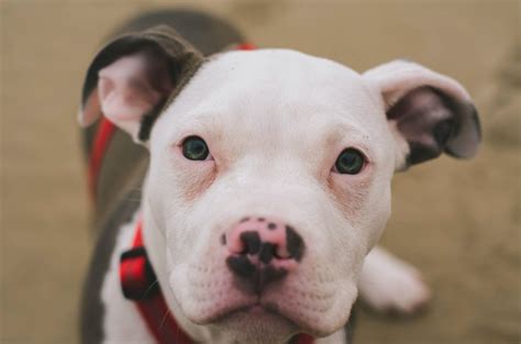 Bulldog Americano Cachorro: A Comprehensive Guide to Raising the Gentle Giant