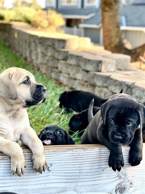 Bullmastiff and Black Lab Mix: A Majestic Blend of Two Iconic Breeds