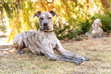 Bullmastiff and Great Dane Mix: A Comprehensive Guide