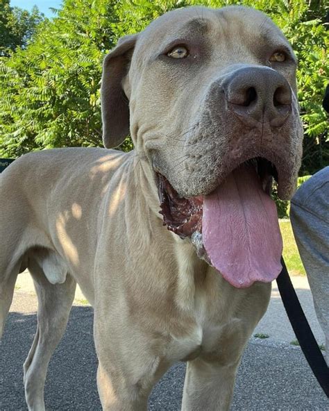 Bullmastiff and Husky Mix: A Gentle Powerhouse with a Wolfish Charm