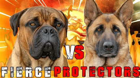 Bullmastiff vs. German Shepherd: Unwavering Guardians with Distinct Personalities