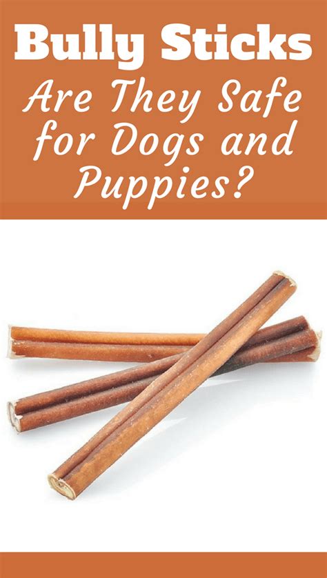 Bullystick: A Comprehensive Guide to the Healthy and Ethical Treat for Dogs