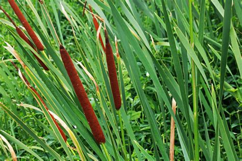 Bulrushes Epub