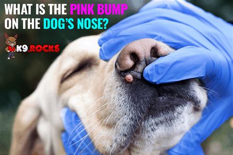 Bumps on Dogs Nose: 10,000+ Essential Tips to Know