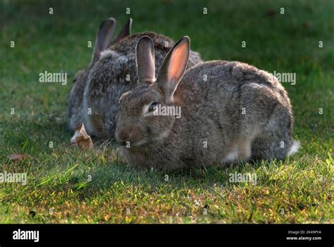 Bunnies: Mammals of the Leporidae Family