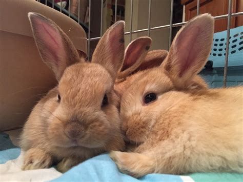 Bunny Adoption Near Me: A Comprehensive Guide