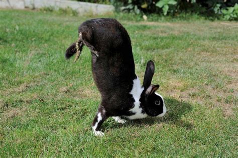 Bunny walking