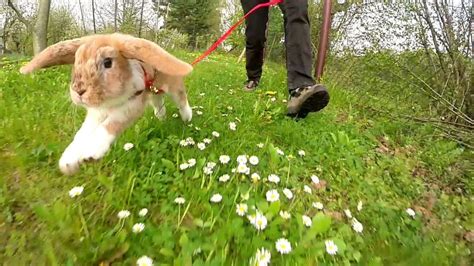 Bunnywalking: The Ultimate Guide to Mastering the Art of a Hopping Good Time