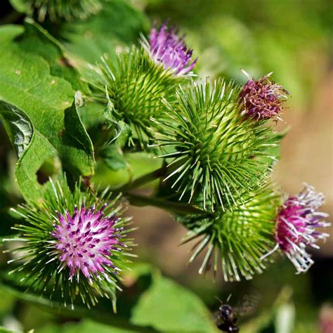 Burdock PDF